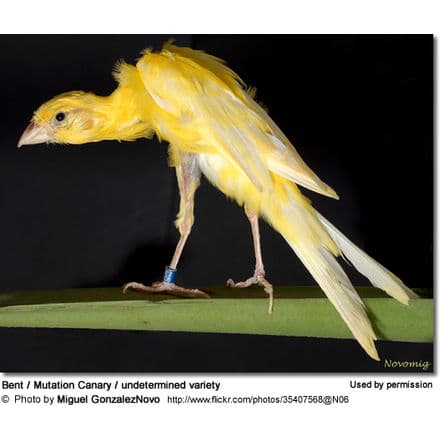 A yellow, bent mutation canary with an undetermined variety perches on a green surface against a dark background. Showcasing one of the many canary varieties and types, the bird's leg has a blue band. The photo is credited to Miguel Gonzalez Novo and used by permission.