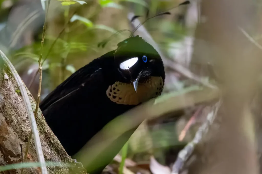 Berlepsch's Parotias 