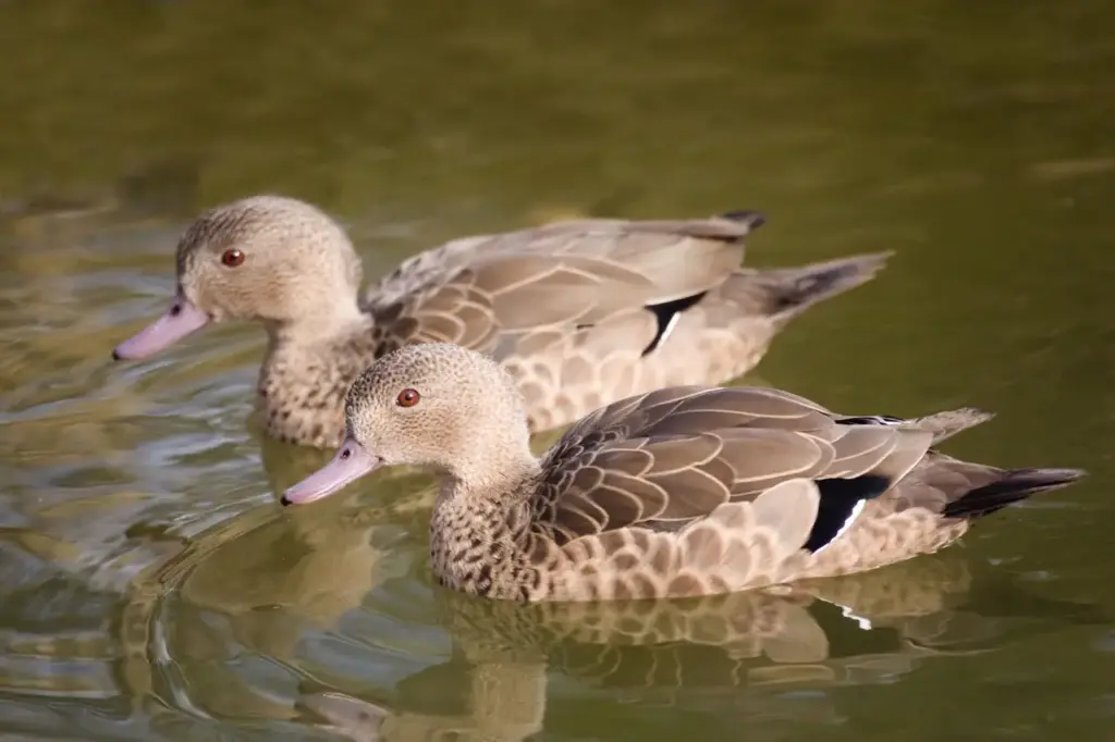 A Pair Of Bernier's Teals In The Water