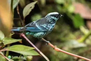 Beryl-spangled Tanager On Branch