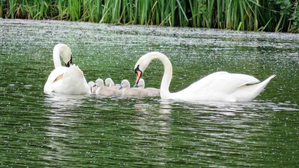 Pair of Bewick's Swans with Their Baby on the Lake