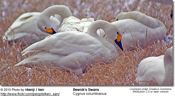 Bewick's Swan, Cygnus columbianus ( Tundra Swan