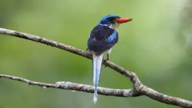 Biak Paradise Kingfisher on a Branch