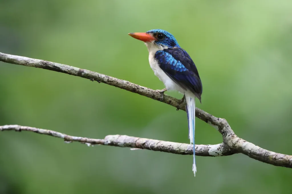 Biak Paradise Kingfisher Sitting on a Branch 