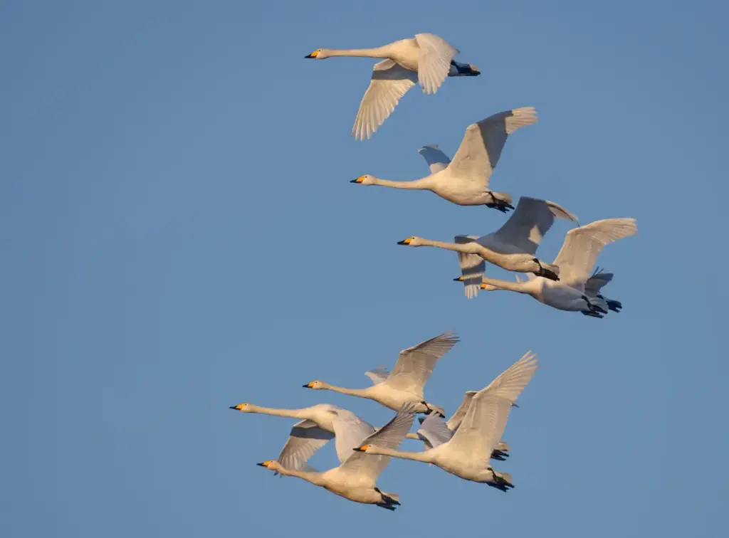A Big Flock Of Adult Whooper Swans Flying In The Sky