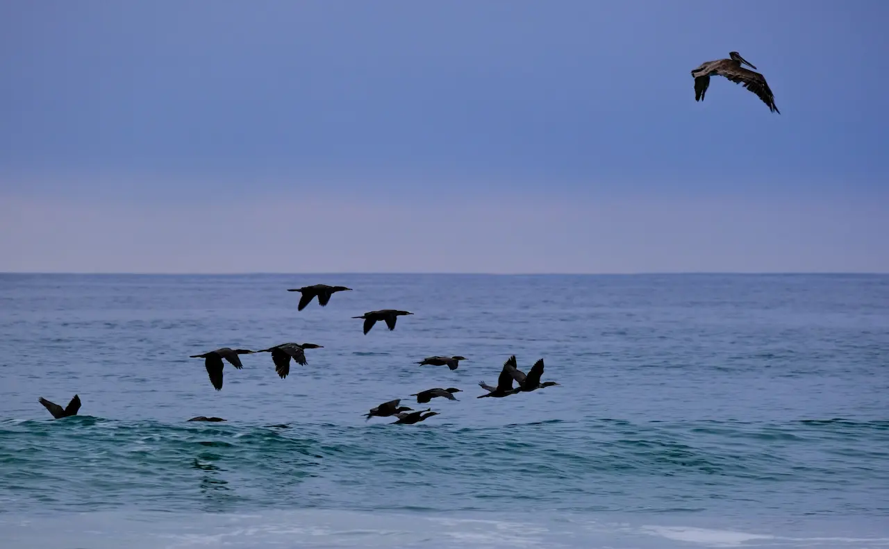 A Group Of Birds Flying Above The Water