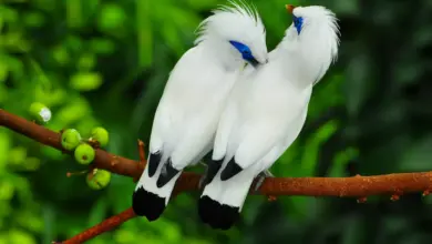 Pair Of White Bali Mynah Birds Perched On A Branch Bird Classification