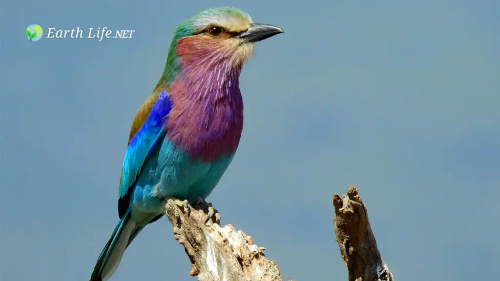 Bird Facts Lilac-breasted Roller