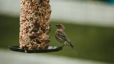 The Right Bird Feeder to Attract Your Favorite Birds