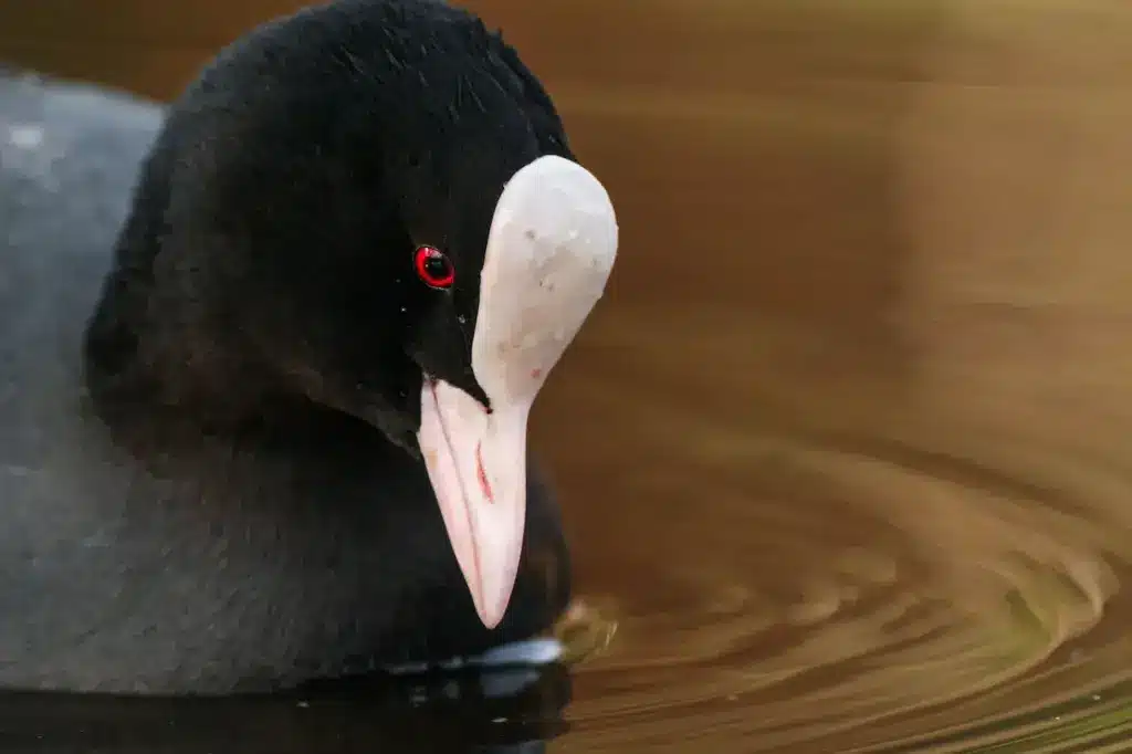 Bird Forehead Or Frontal Shield
