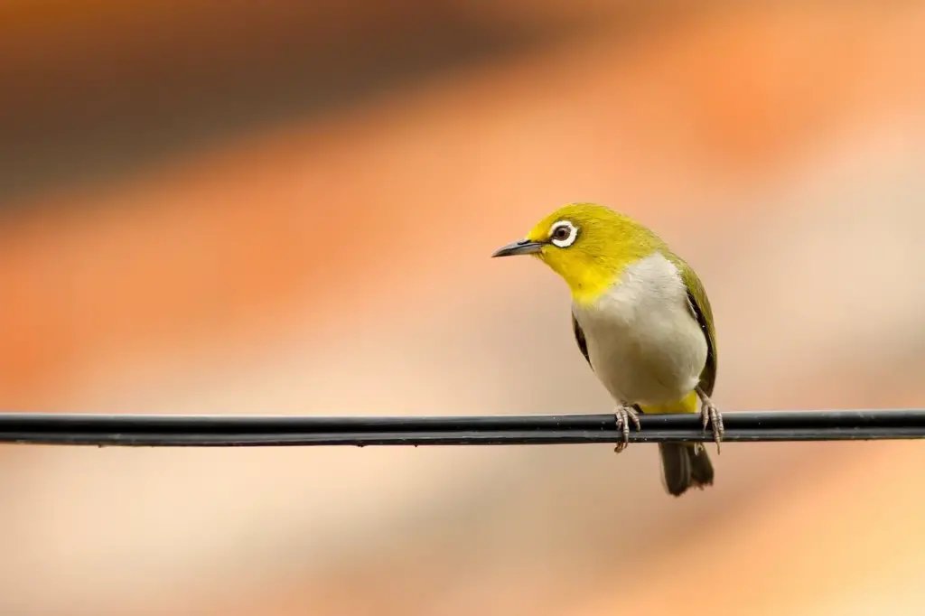 A Bird With White Eyes On The Wire