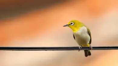 A Bird With White Eyes On The Wire