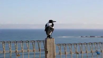 A Magpie On The Wooden Pole