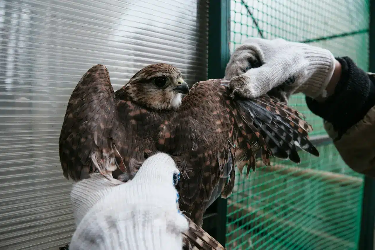 Bird Of Prey With Sore Wing