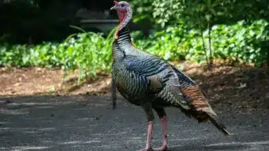 Wild Turekey. Bird Plumage