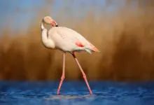Bird Plumage Of Greater Flamingo (Phoenicopterus ruber)