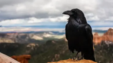 Close up Image of Raven Bird Bird Species R to S