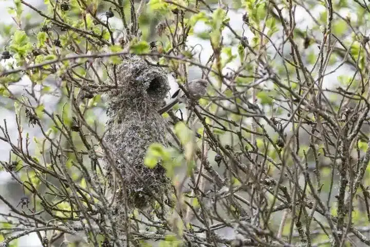 Bird With Hanging Nest