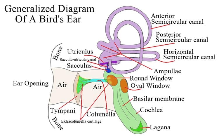 Diagram of a bird's ear.