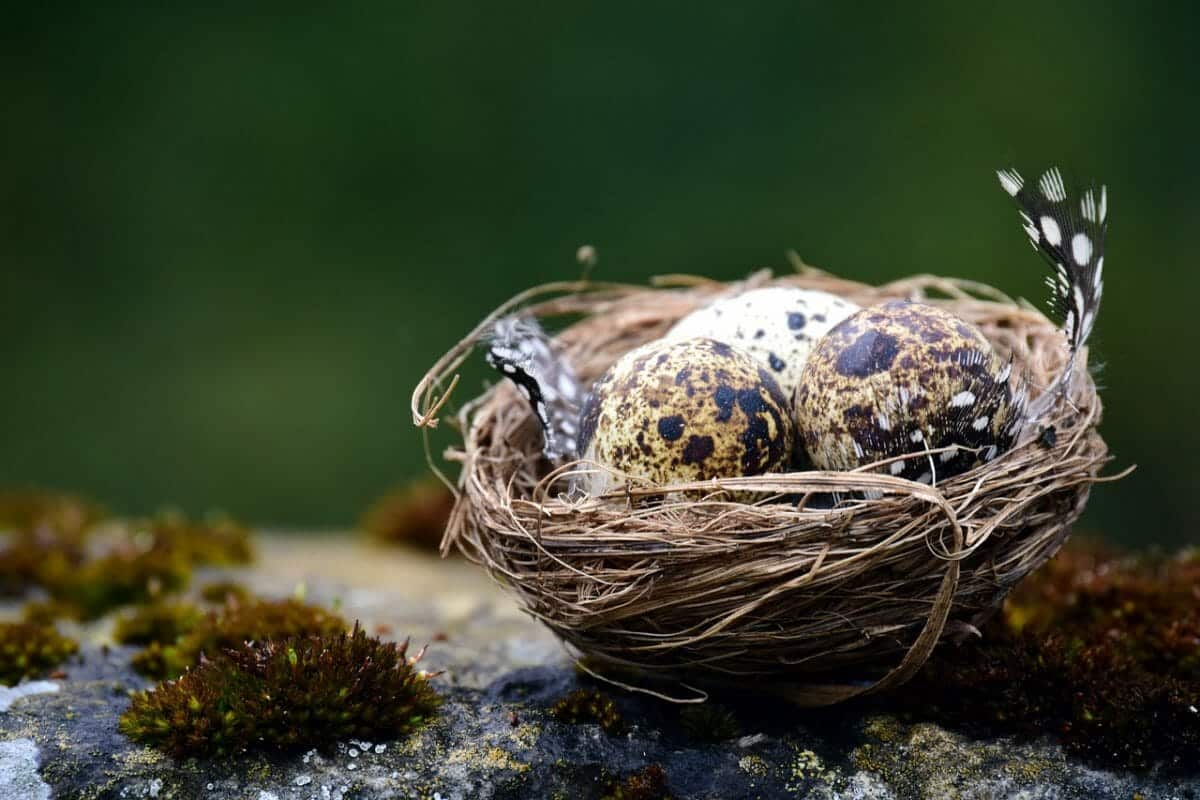 Bird Nest Identification, 12 Types to Spot Them