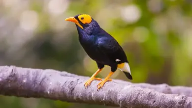 The Birds Found in New Guinea Perched In A Branch