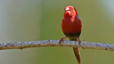 The Crimson Finch Perched On The Tree Branch