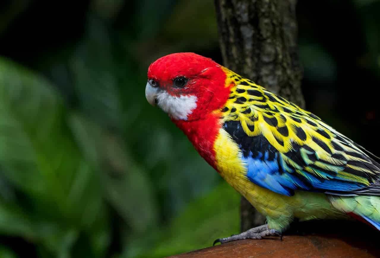 Birds of Australia Eastern Rosella Sitting In A Tree