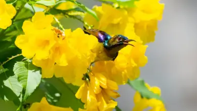 The Birds of Paradise Sat On A Tree Full Of Flowers