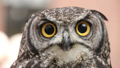 A Close up of an Owl