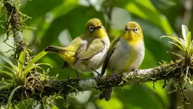 Bismarck White-eyes