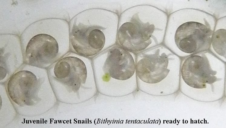 Bithynia tentaculata eggs ready to hatch