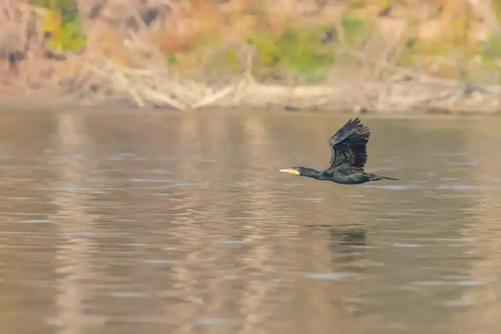 Black Bird is on Flight 