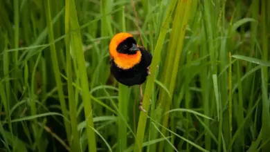 A Black Bishops On Top Of Green Plant