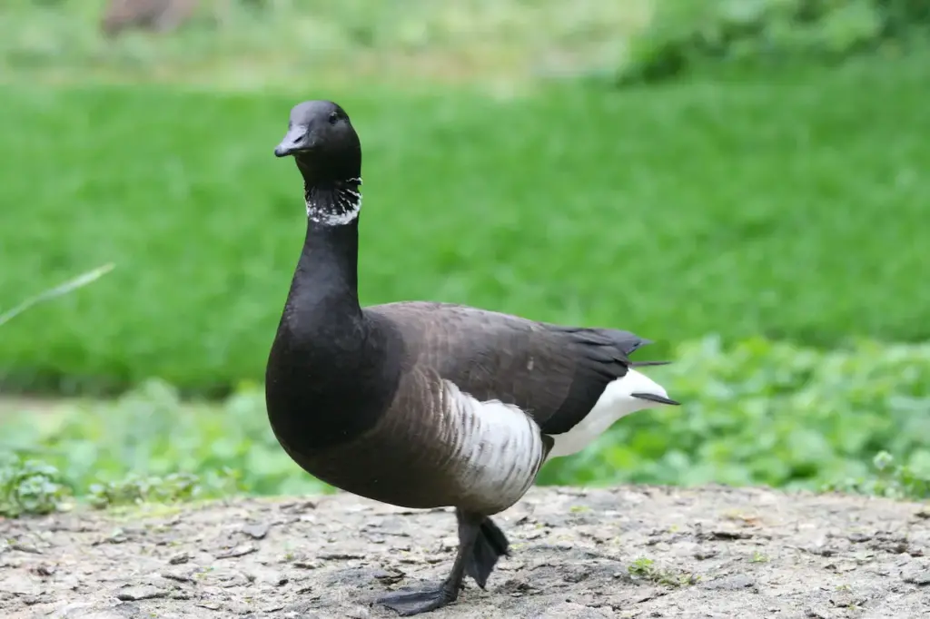 A Black Brant Geese On The Ground