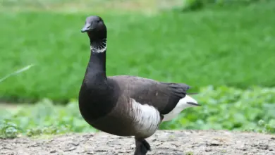 A Black Brant Geese On The Ground