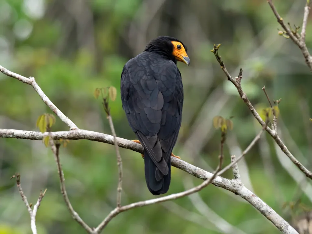 Black Caracaras 