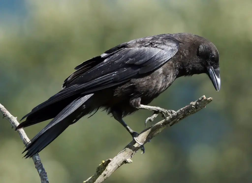 Black Crow Perched on Tree Branch