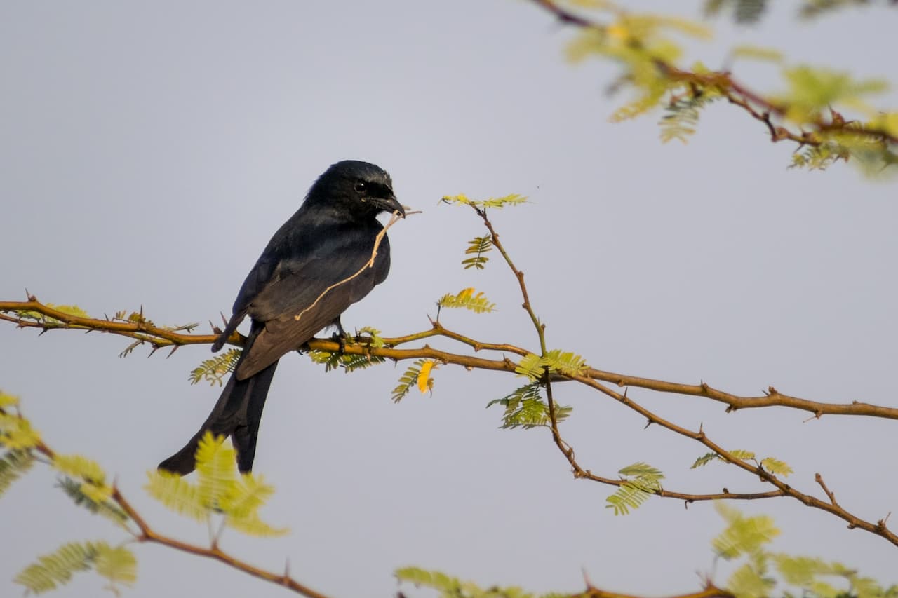 A small Black Drongo holding a twig on its mouth to make a nest.