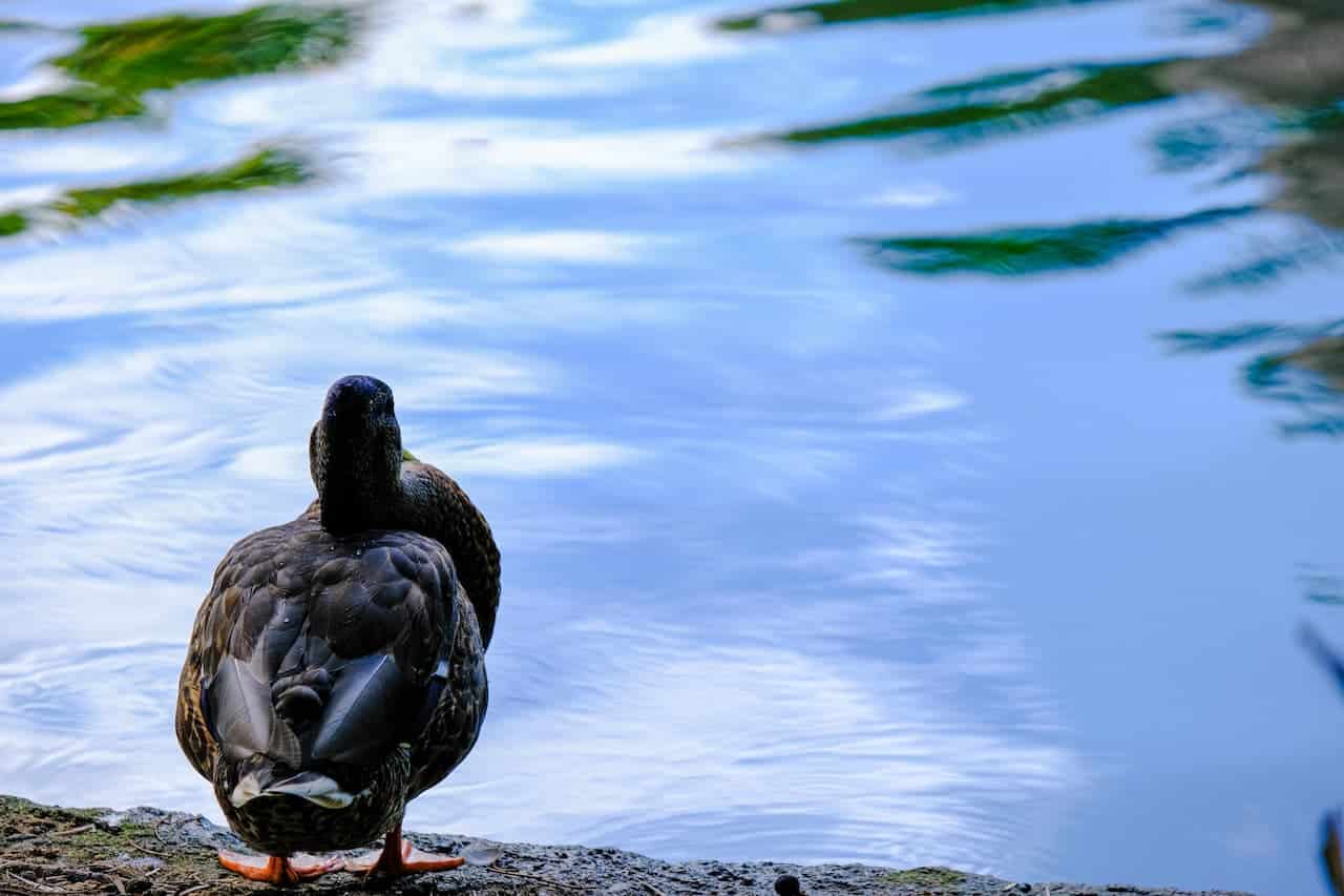 A Black Duck Looking At The Water