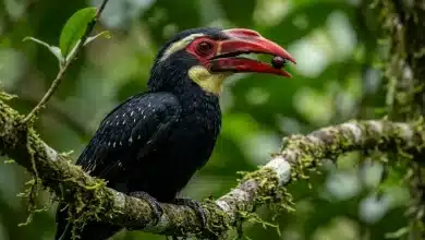 Black Dwarf Hornbills (Tockus hartlaubi)