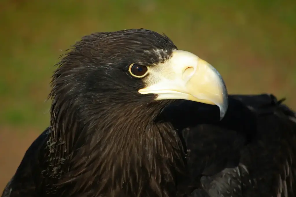 Close up Image of Black Eagles 
