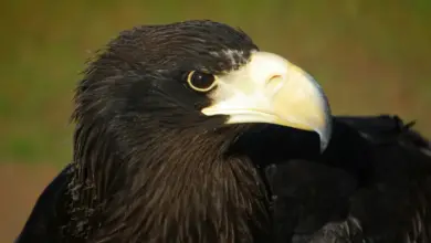 Close up Image of Black Eagles