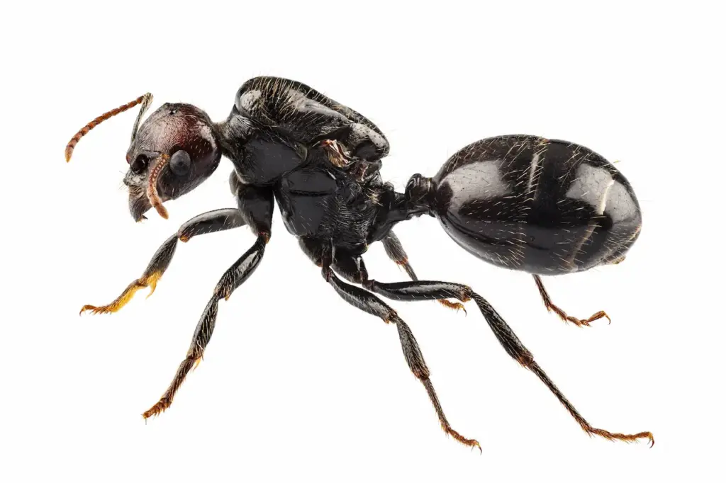 Black Garden Ant (Lasius niger)