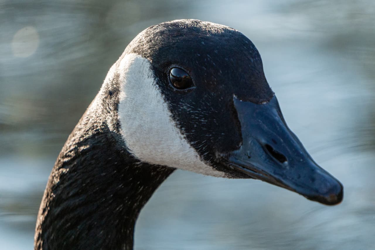 Closeup Image of Black Geese