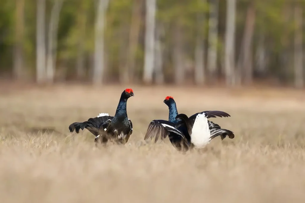 Two Black Grouse In Ground