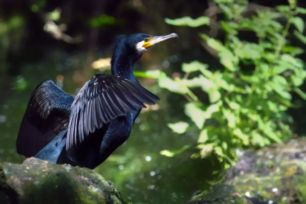 A Black Herons Spreads Its Wings