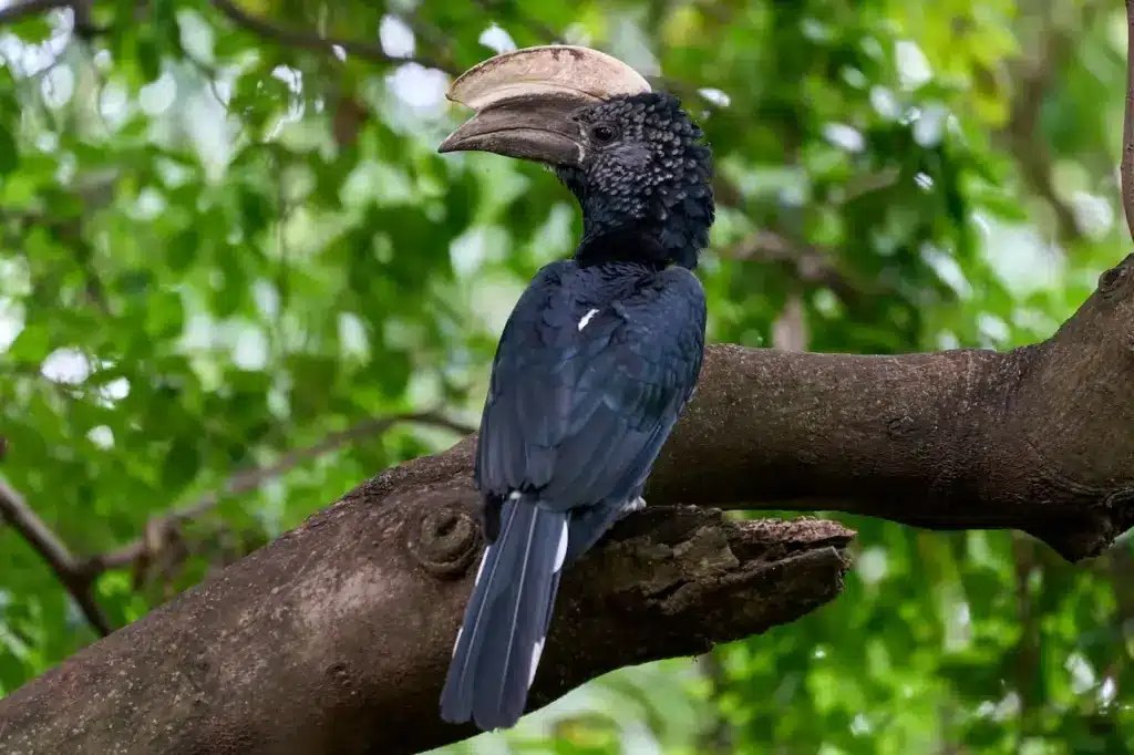 The Black Hornbills Perched On A Branch
