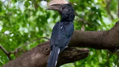 The Black Hornbills Perched On A Branch