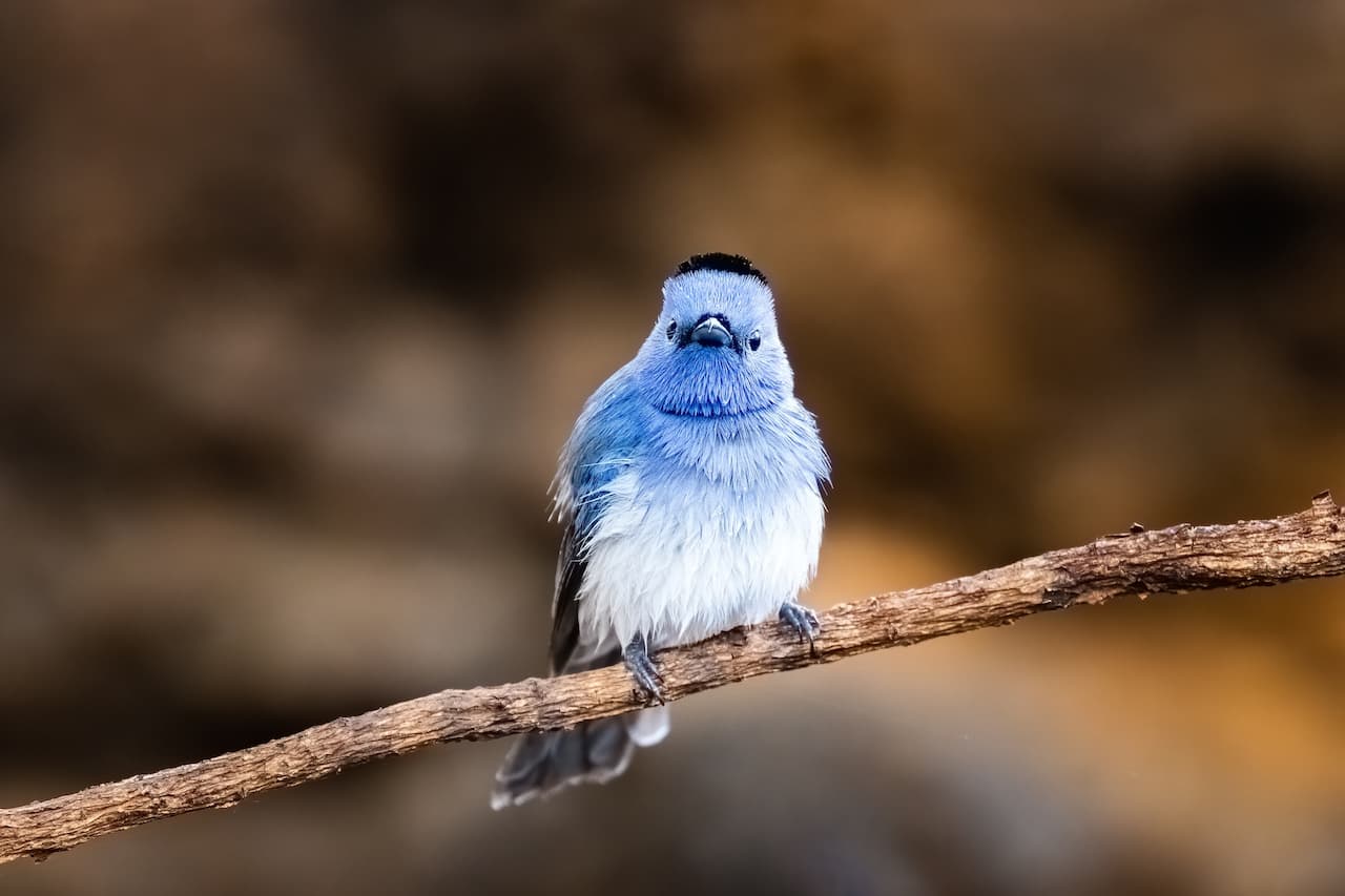 A Black Naped monarch rests on a branch of the tree.