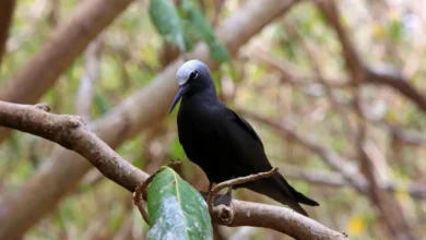 Black Noddies into the Woods